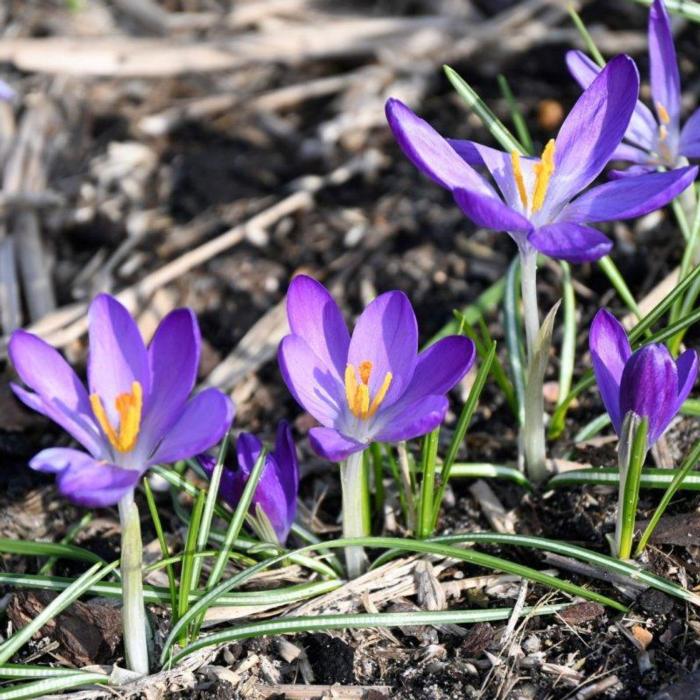 Crocus tommassinianus 'Whitewell Purple' plant