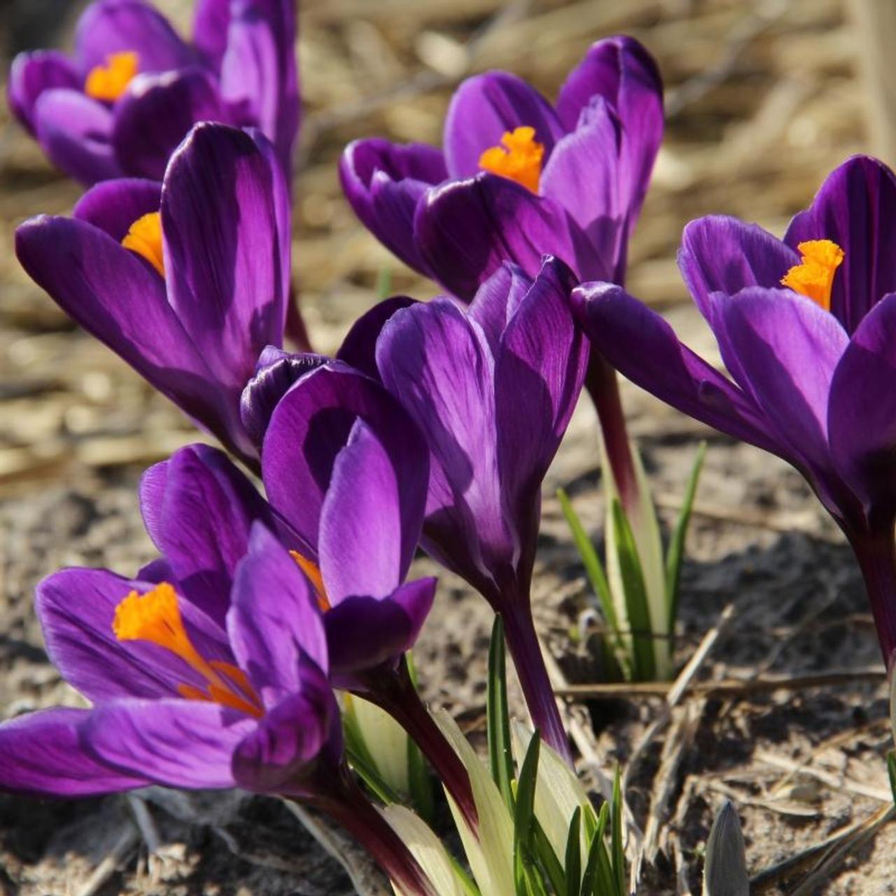 Crocus vernus 'Flower Record' plant