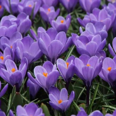 crocus-vernus-grand-maitre