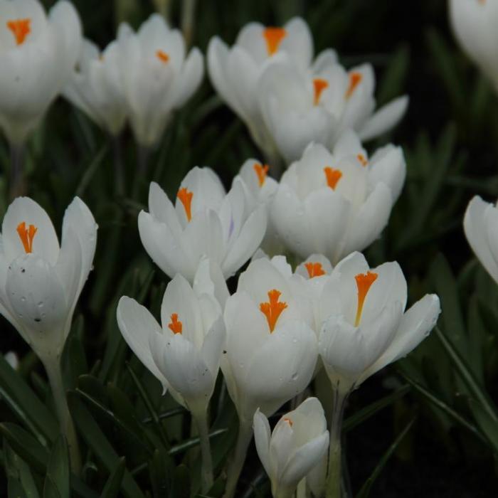 Crocus vernus 'Jeanne d'Arc' plant