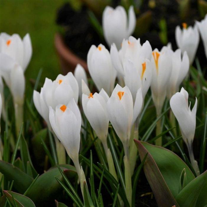 Crocus vernus 'Jeanne d'Arc' plant