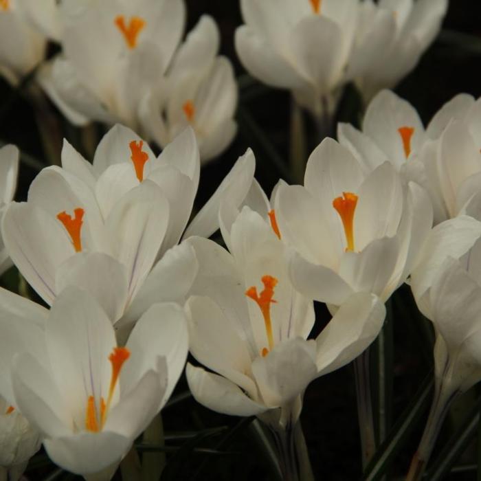 Crocus vernus 'Jeanne d'Arc' plant