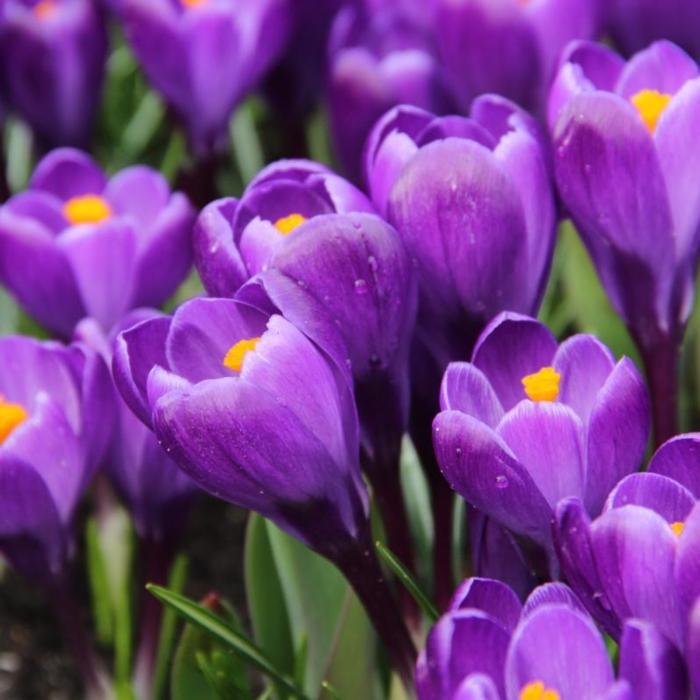 Crocus vernus 'Remembrance' plant