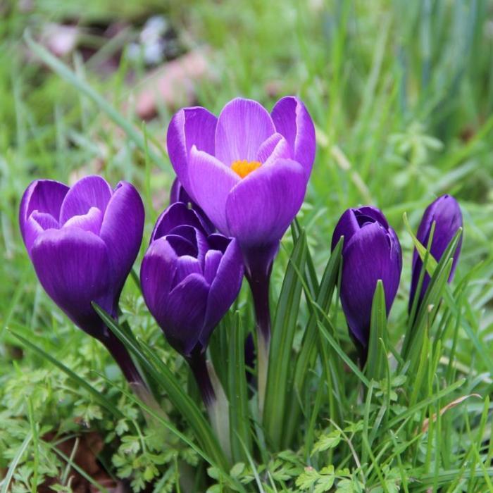 Crocus vernus 'Remembrance' plant