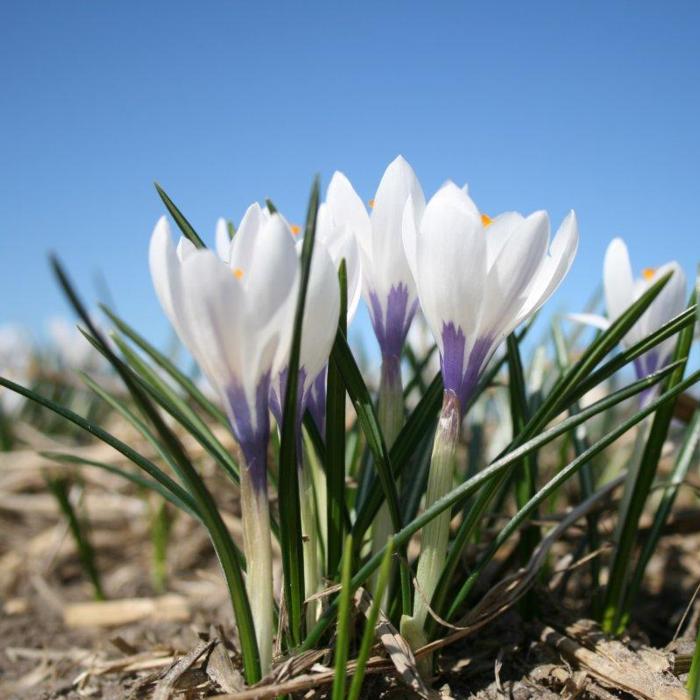 Crocus vernus 'Silver Coral' plant