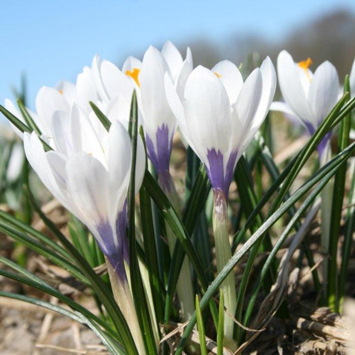 Crocus vernus 'Silver Coral' plant