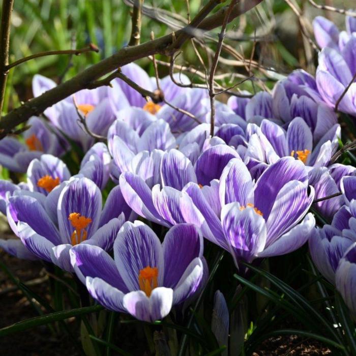 Crocus vernus 'Striped Beauty' plant