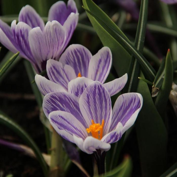 Crocus vernus 'Striped Beauty' plant