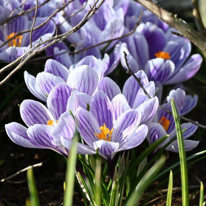 Crocus vernus 'Striped Beauty' plant