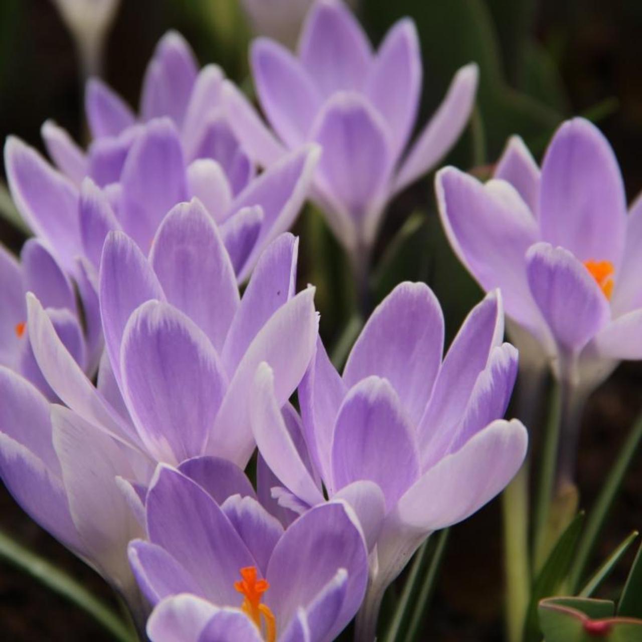 Шафран 7. Крокус сузианский (Шафран). Крокус Вангард. Крокус (Crocus) angustifolius. Крокус large flowering.