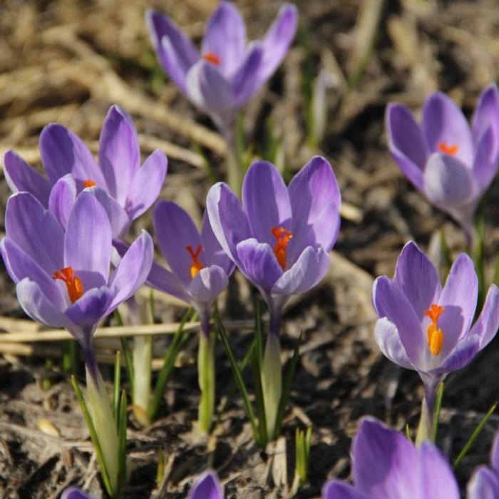 Crocus vernus 'Vanguard' plant