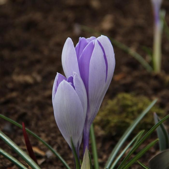 Crocus vernus 'Vanguard' plant