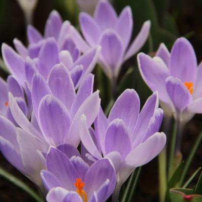 crocus-vernus-vanguard