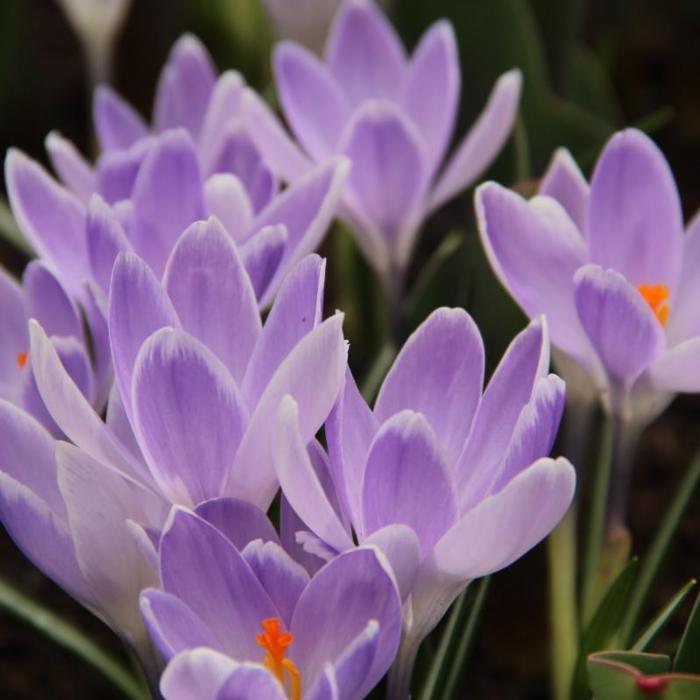 Crocus vernus 'Vanguard' plant