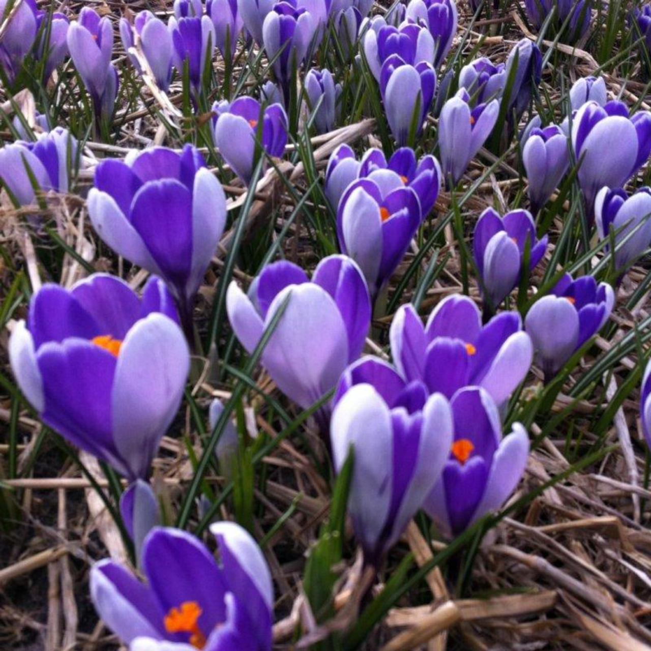 Crocus vernus 'Whale Shark' plant