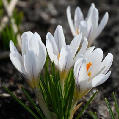 crocus-versicolor-picturatus