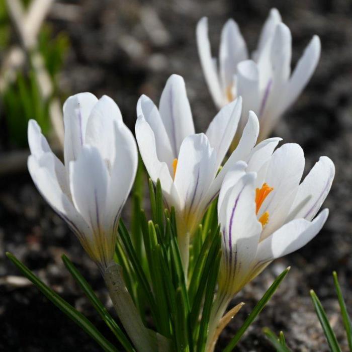 Crocus versicolor 'Picturatus' plant