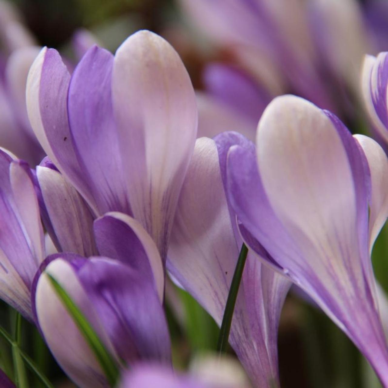 Crocus 'Yalta' plant