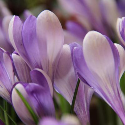 crocus-yalta