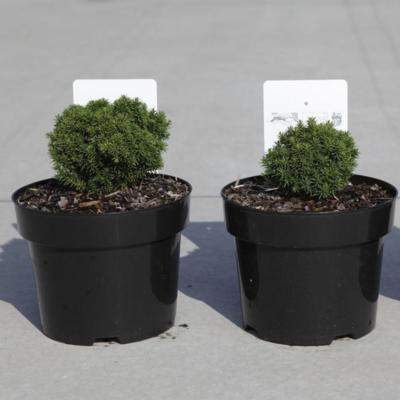 cryptomeria-japonica-compressa
