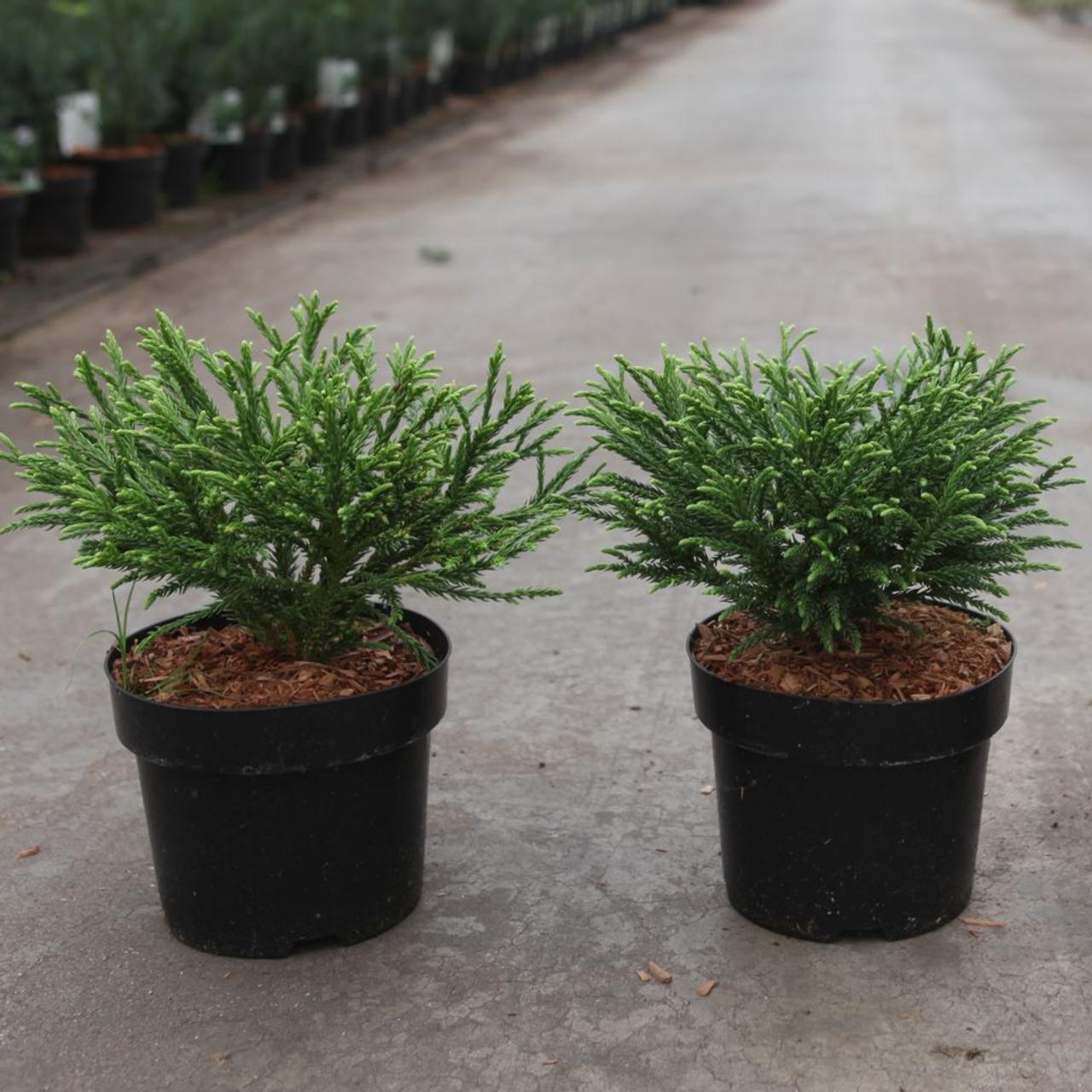 Cryptomeria japonica 'Little Champion' plant