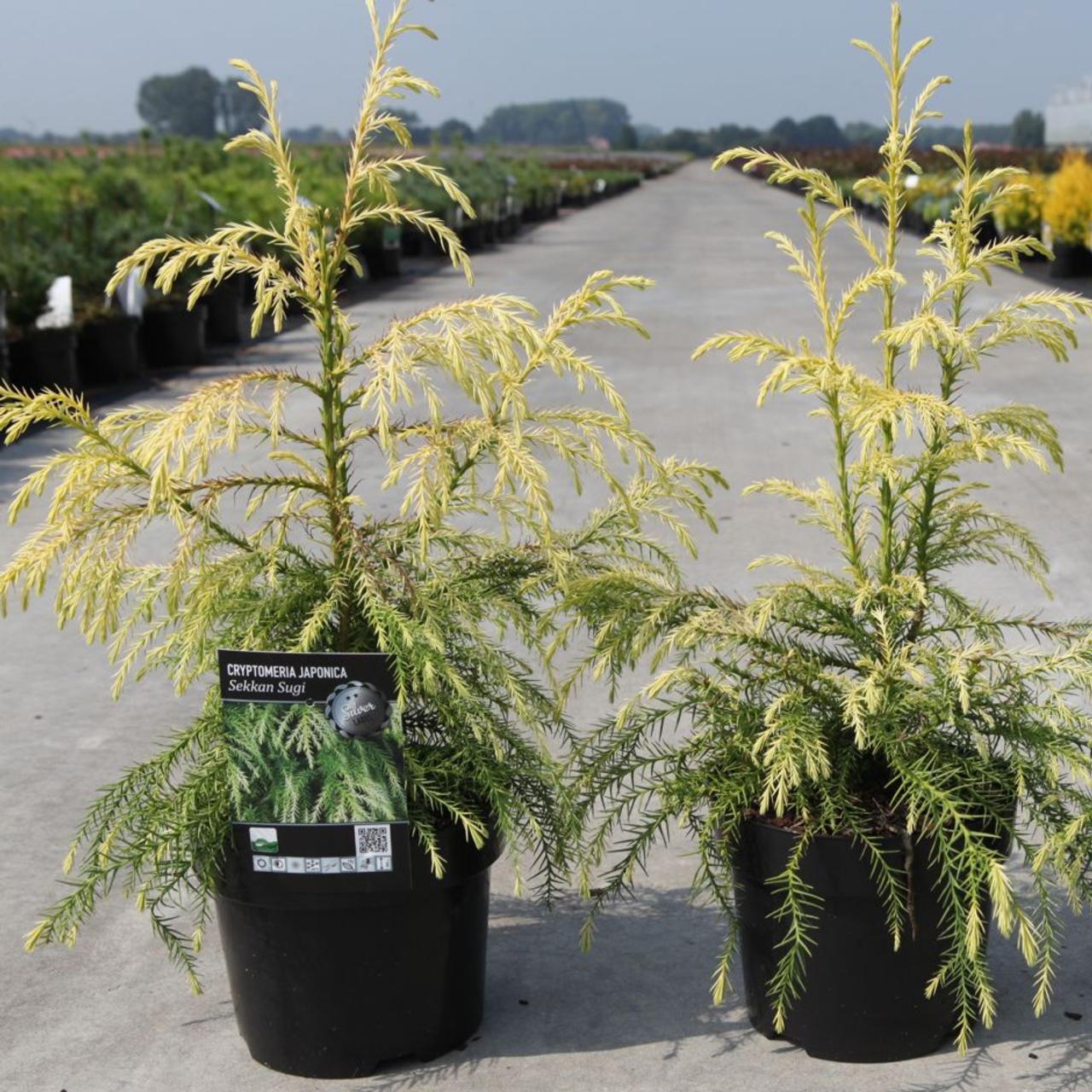 Cryptomeria japonica 'Sekkan Sugi' plant