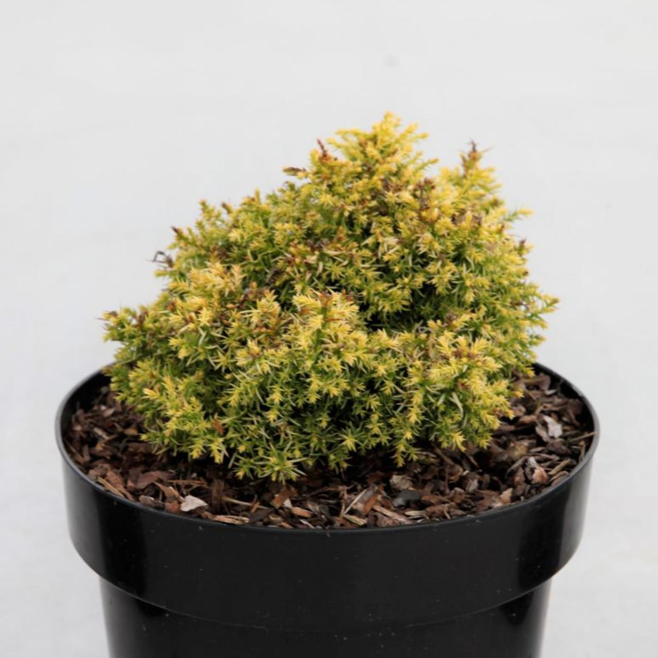 Cryptomeria japonica 'Twinkle Toes' plant