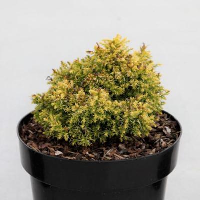cryptomeria-japonica-twinkle-toes