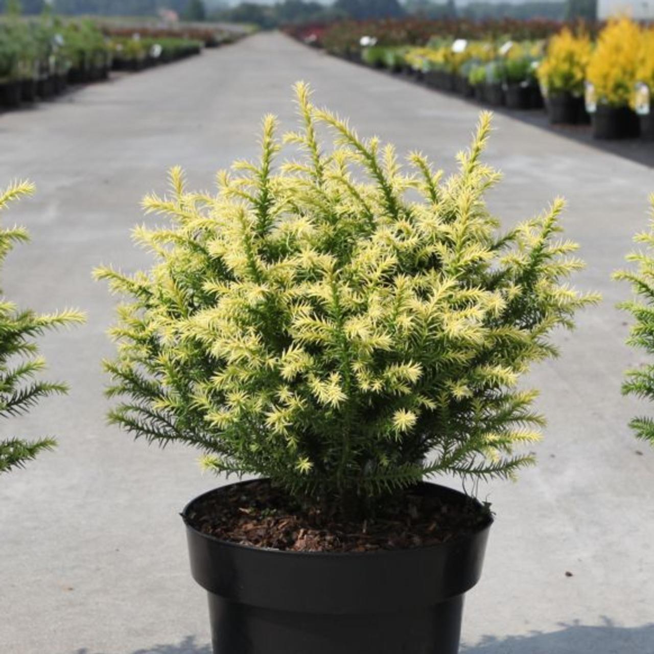 Cryptomeria japonica 'Vilmorin Gold' plant