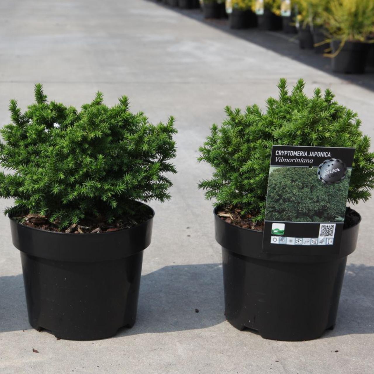 Cryptomeria japonica 'Vilmoriniana' plant