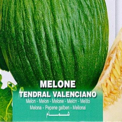 cucumis-melo-valenciano