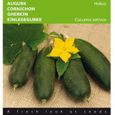 cucumis-sativus-hokus