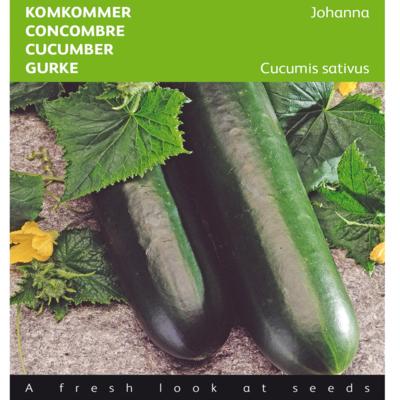 cucumis-sativus-johanna