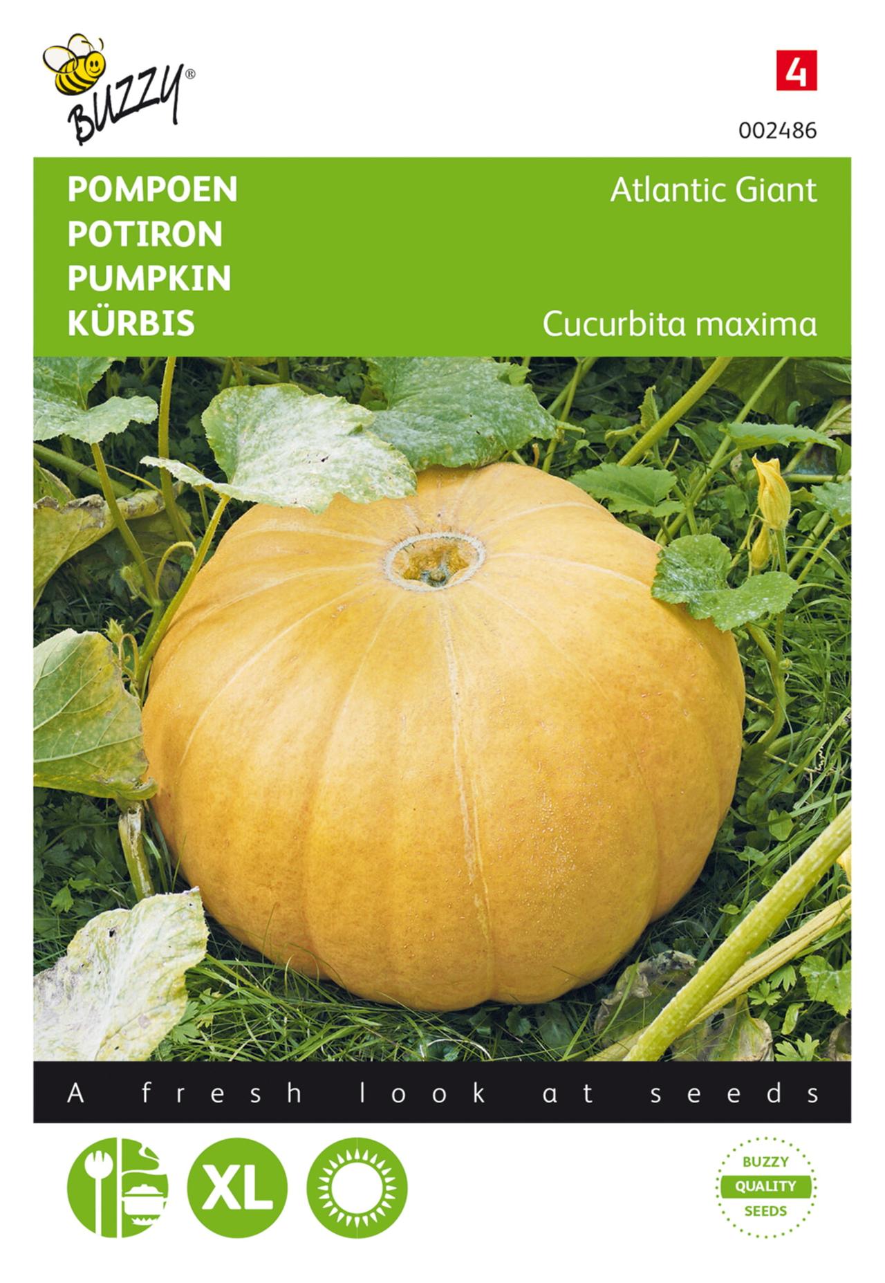 Cucurbita maxima 'Atlantic Giant' plant