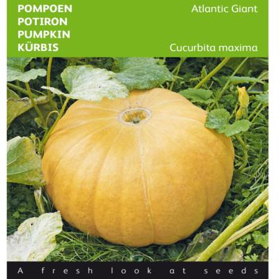 cucurbita-maxima-atlantic-giant