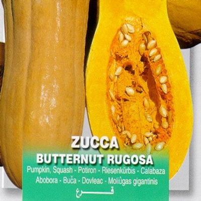 cucurbita-maxima-butternut-rugosa