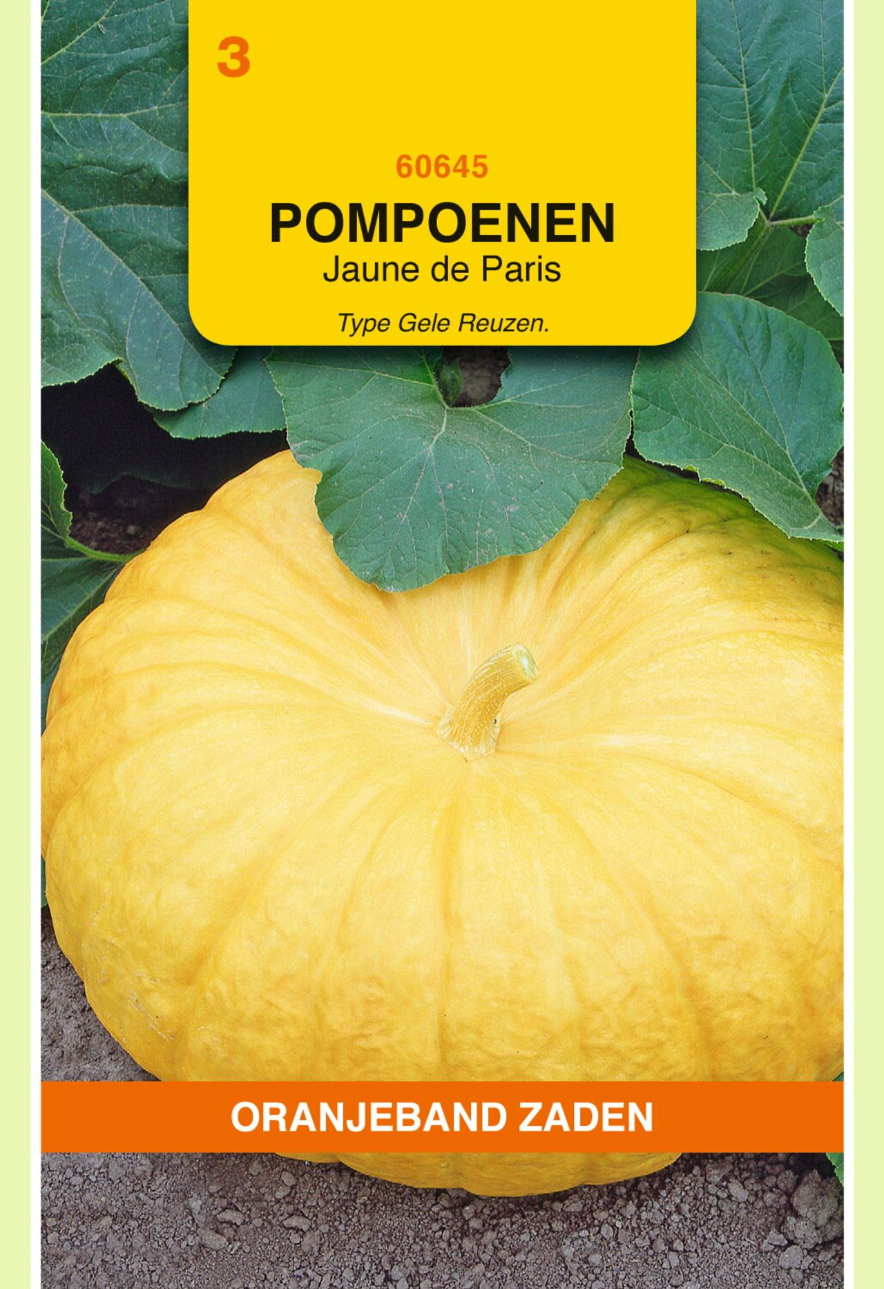 Cucurbita maxima 'Jaune De Paris' plant