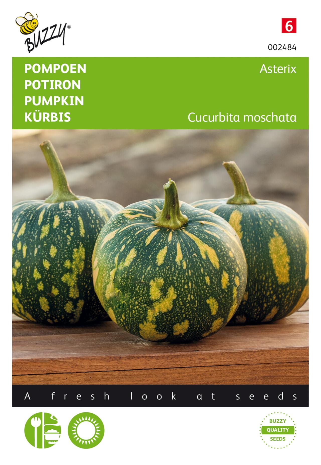 Cucurbita moschata 'Asterix' plant