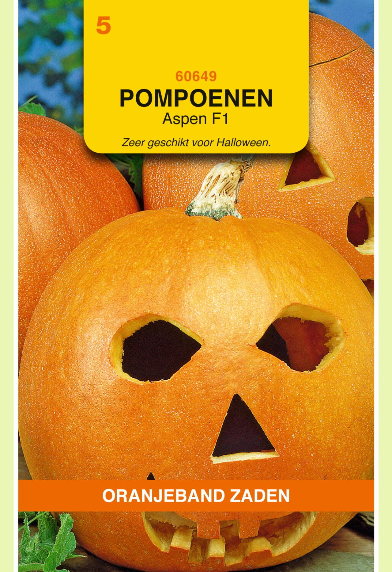 cucurbita-pepo-aspen Cucurbita pepo 'Aspen' plant