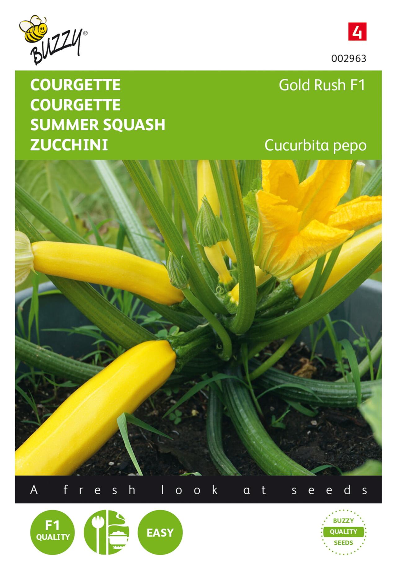 Cucurbita pepo 'Gold Rush F1' plant