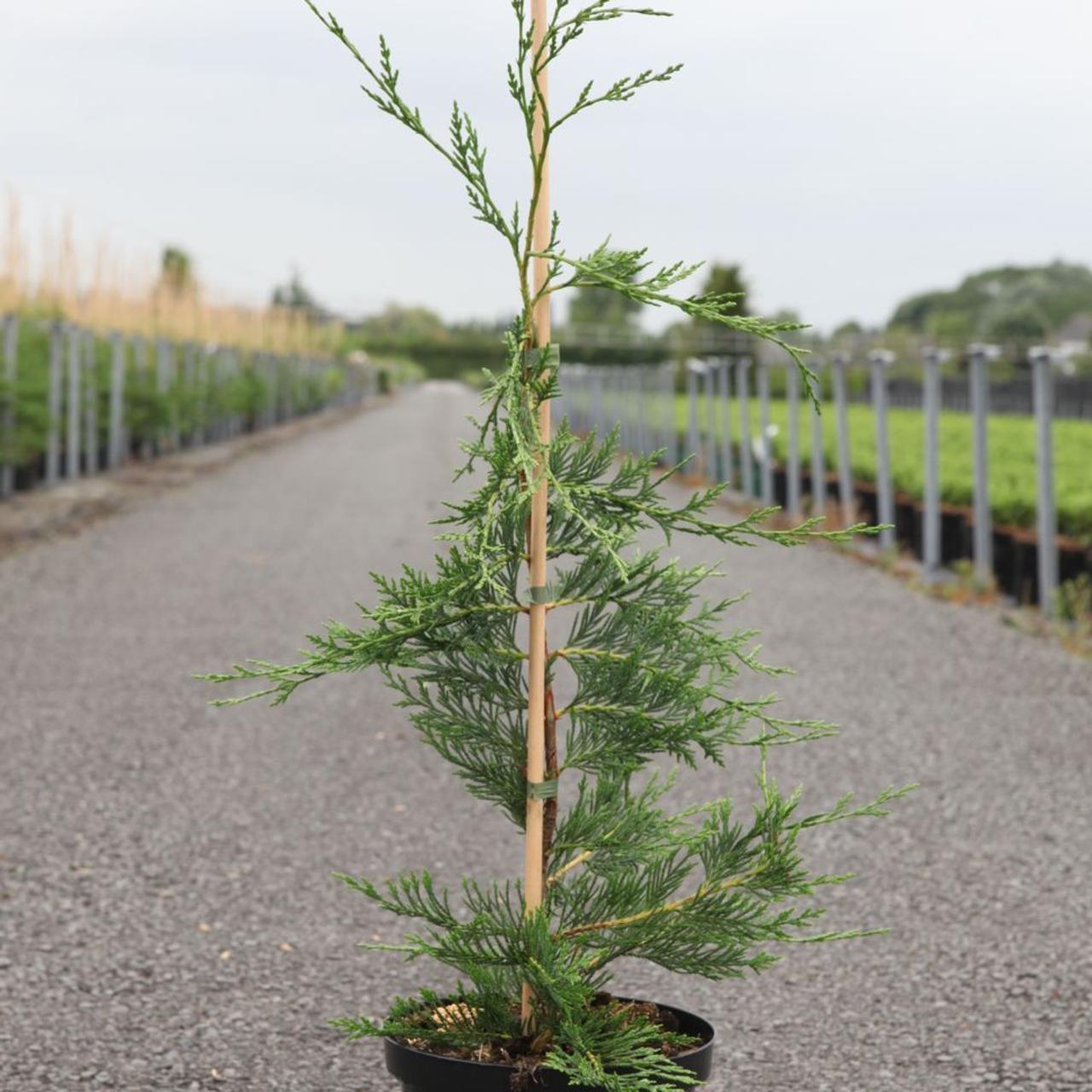 Cupressocyparis leylandii plant