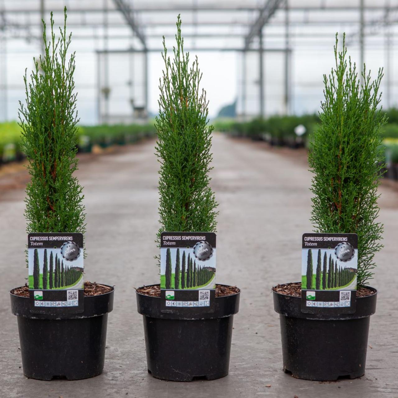 Cupressus semperv. 'Totem' plant