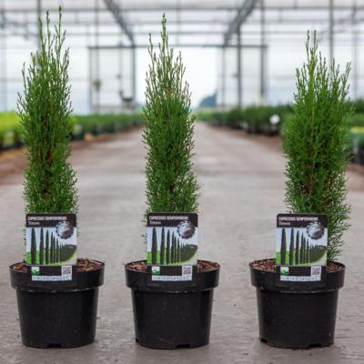 cupressus-semperv-totem