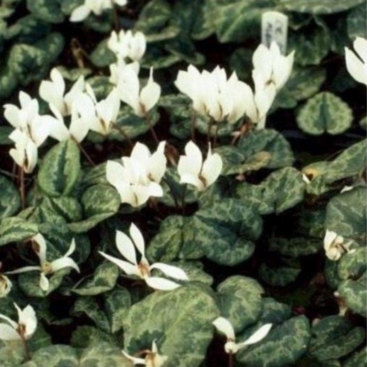 Cyclamen cilicium 'Album' plant