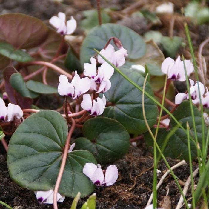 Cyclamen coum 'Album' plant