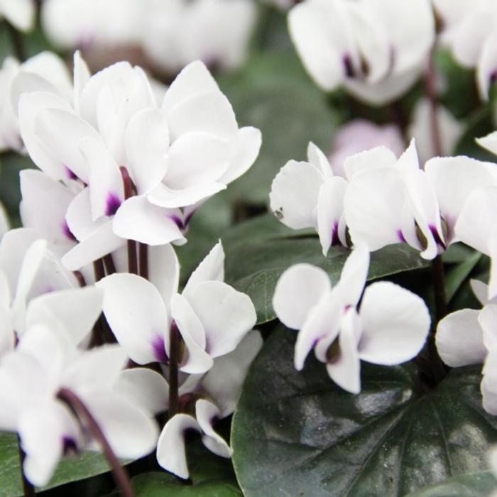 Cyclamen coum 'Album' plant