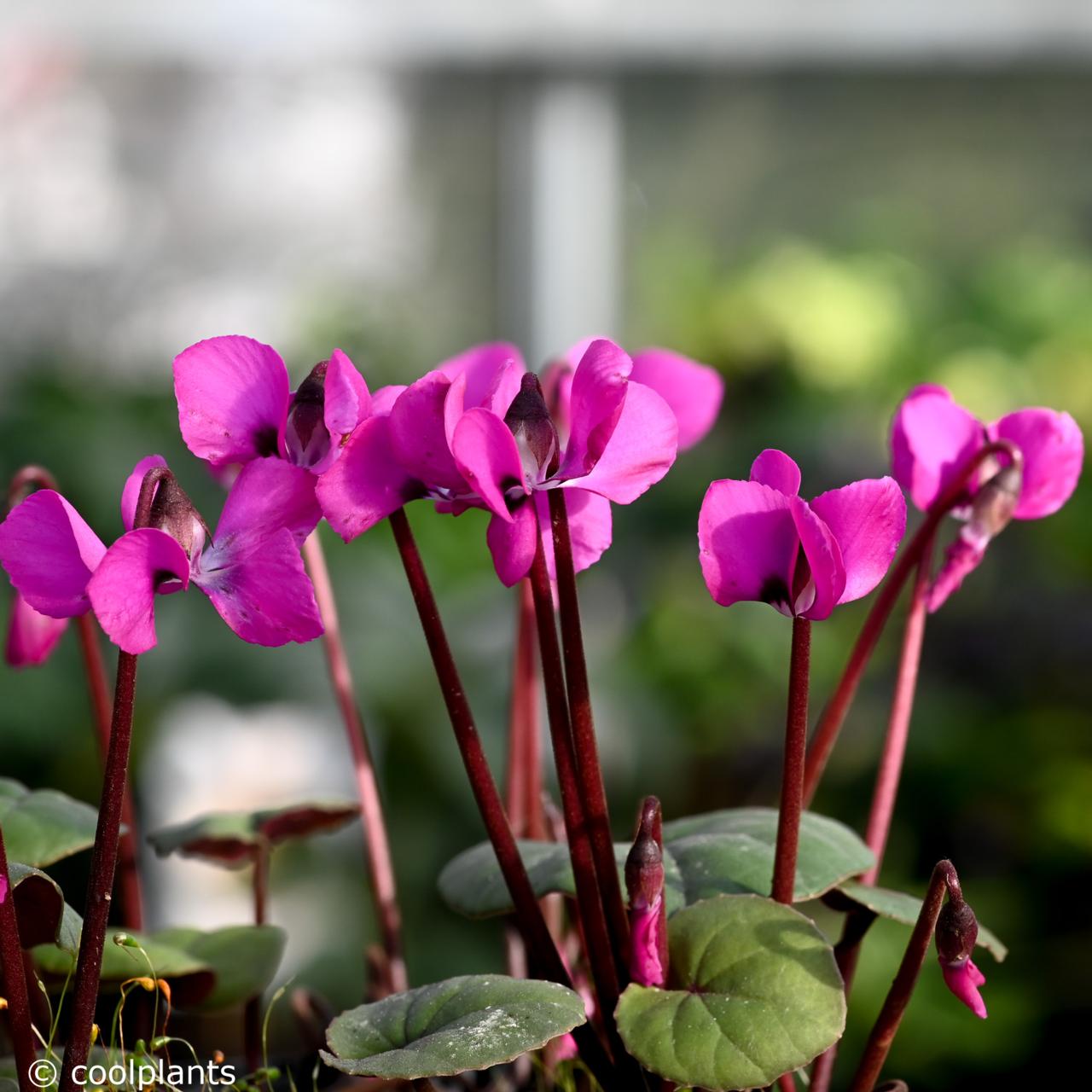 Cyclamen coum 'Ruby Star' plant