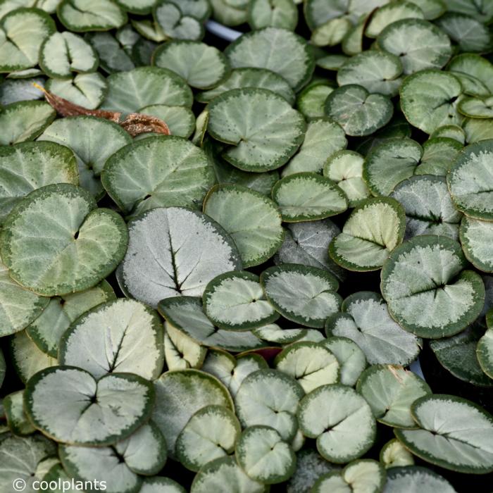 Cyclamen coum 'Silverleaf' plant