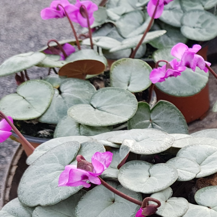 Cyclamen coum 'Silverleaf' plant