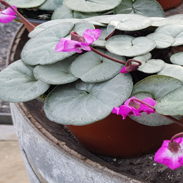 Cyclamen coum 'Silverleaf' plant